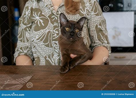Burmese Kitten. Curious Funny Spotted Burma Cat Looking at Camera Stock ...