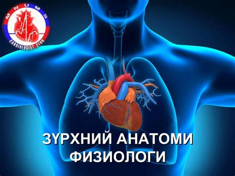 Зүрхний анатоми ба физиологи