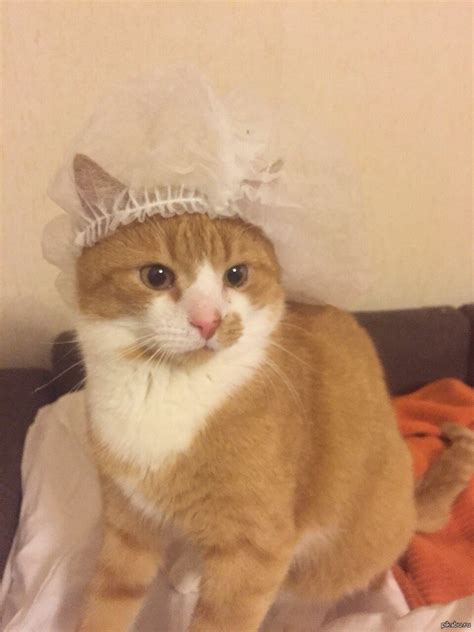 Мой кот. | Пикабу