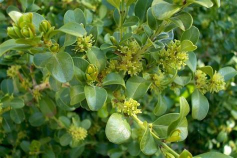 Buxus colchica - Alchetron, The Free Social Encyclopedia