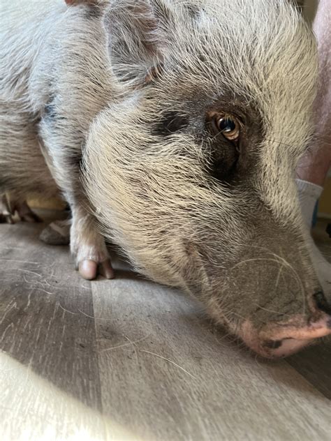 Life with Pigs on Twitter: "It’s five dollar Friday at Life With Pigs