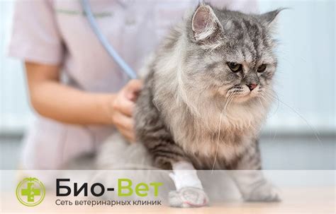 Почечная недостаточность у кошек: симптомы и лечение