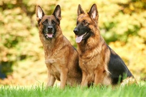 German Shepherd Age Chart: How Old is My Dog in Human Years?
