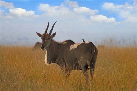 Best Eland Stock Photos, Pictures & Royalty-Free Images - iStock