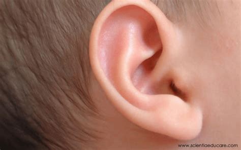 ear   organ  hearing   mammals balance