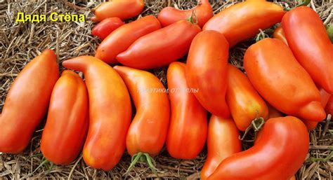 Томат Дядя Степа: описание, ОТЗЫВЫ (9), фото, урожайность | tomatland.ru