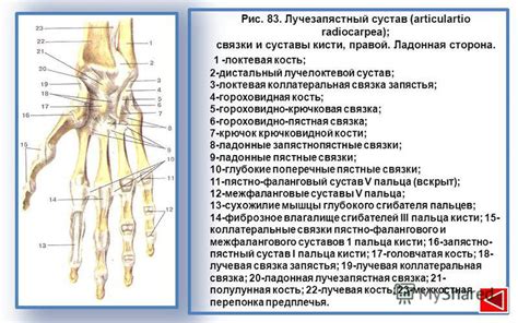 Презентация на тему: " "1. Соединения костей туловища головы.2 ...