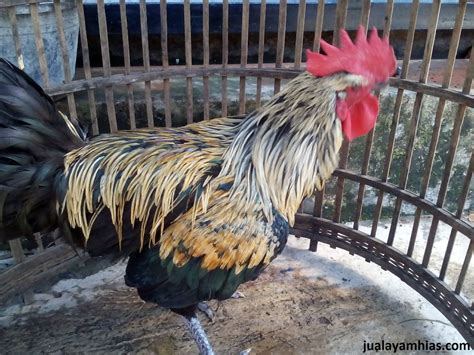 Mengenal Sejarah Ayam Pelung yang Memilki Suara Unik Asli Indonesia