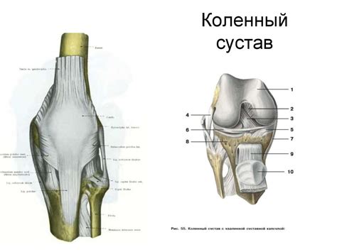 Топографическая анатомия нижней конечности - презентация онлайн