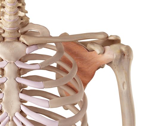 shoulder injuries part   rotator cuff shoulder diagnosis