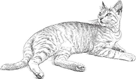 Top 60 Cat Laying Down Clip Art, Vector Graphics and Illustrations - iStock