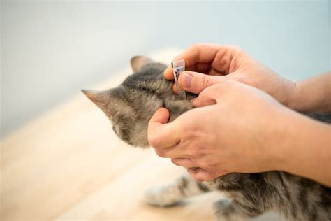 All-in-one parasite treatments for cats - are they a good deal? - Vet
