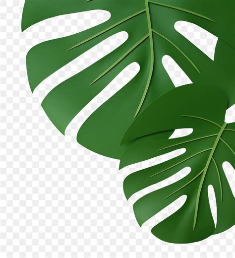 PNG Monstera leaves green backgrounds | Premium PNG - rawpixel