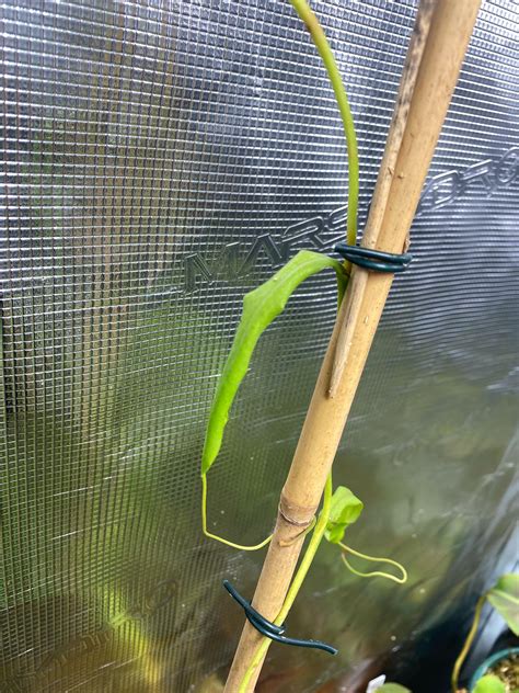 Nepenthes Flava issue : r/Nepenthes