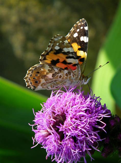 +Lady+Barbara+Legsworld Photos, Download The BEST Free +Lady+Barbara