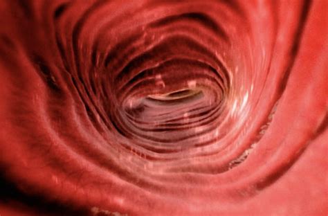 12 Astonishing Facts About Vaginal Canal - Facts.net