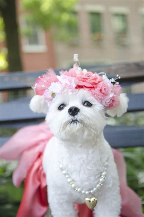 Hugs From Bella Mia | The Million Dollar Maltese™