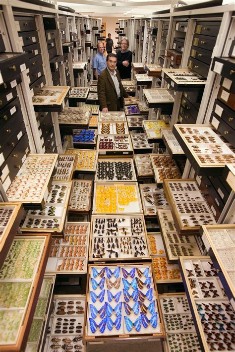 Take A Closer Look At All The Specimen Collections Inside The Museum of ...