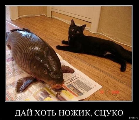 Кот Путина | Пикабу