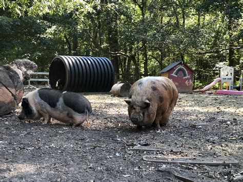 PIGS AT THE ZOO | Winterpast Farm