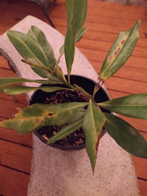 Help sick baby magnolia tree : r/arborists