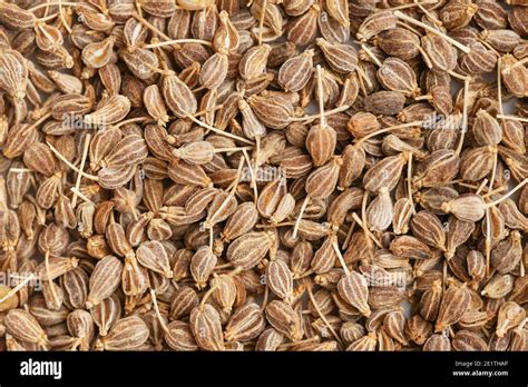 anise seeds  res stock photography  images alamy
