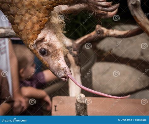 Pangolin Tongue stock image. Image of conservation, california - 79264163