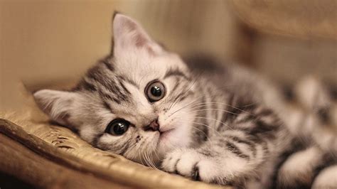 Cuddly Kittens Playing Together | Too Cute! | Cute cats and kittens ...