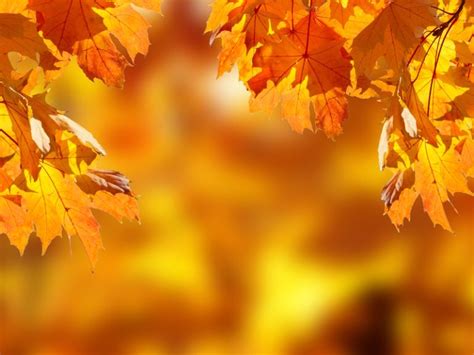 Fall Foliage Photography Tips - Ehab Photography