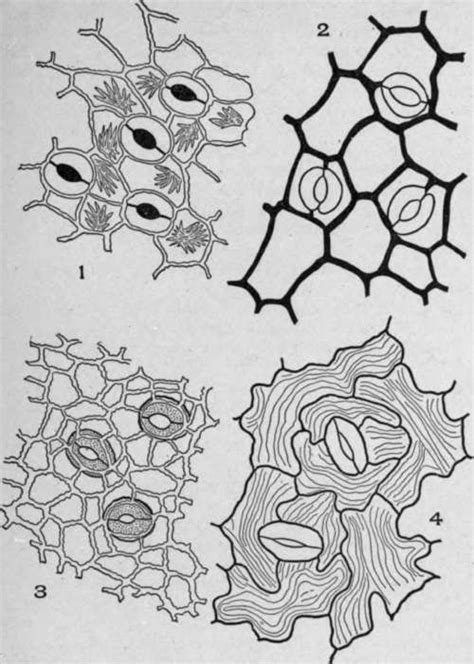 Stomata in medicinal plants – PLANT STOMATA ENCYCLOPEDIA