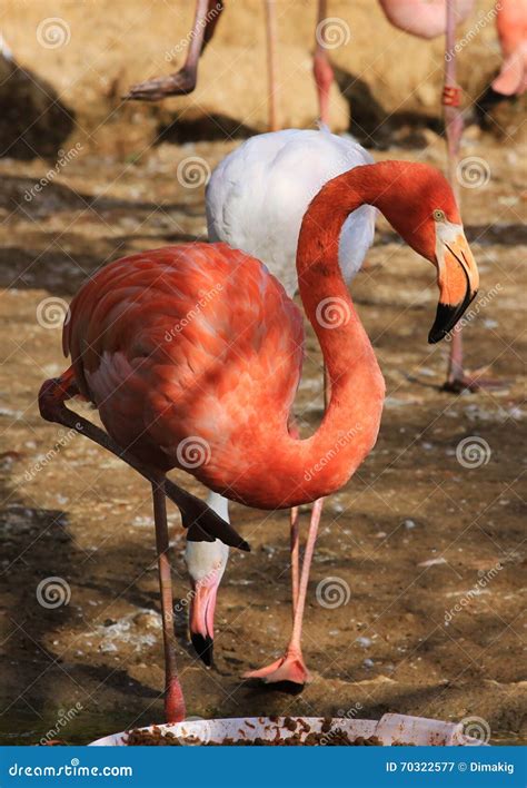 Zoo Animals, Moscow, Russia Stock Image - Image of park, animals: 70322577