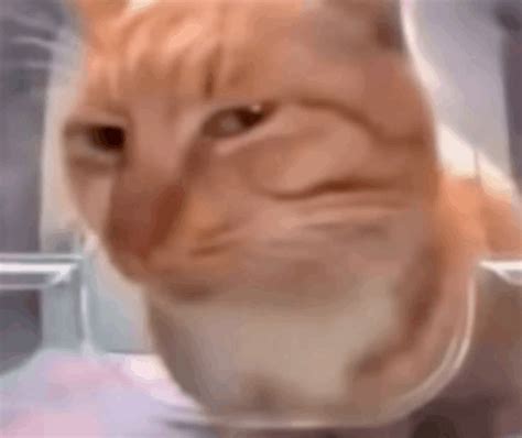gifs de cat meme tenor
