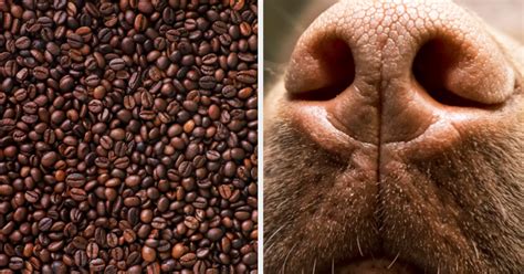 Do You Like The Same Smells As Everyone Else?