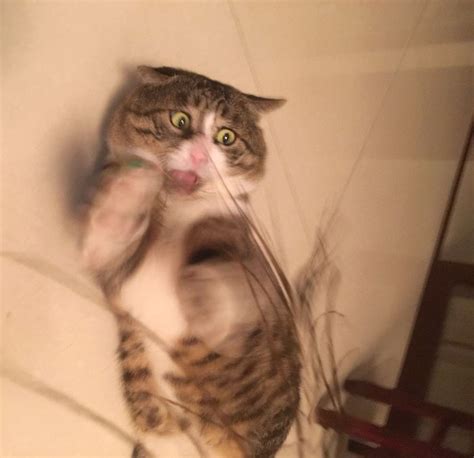 Meet Ah Fei, The Cat Who Deserves An Oscar For His Hilariously Dramatic ...