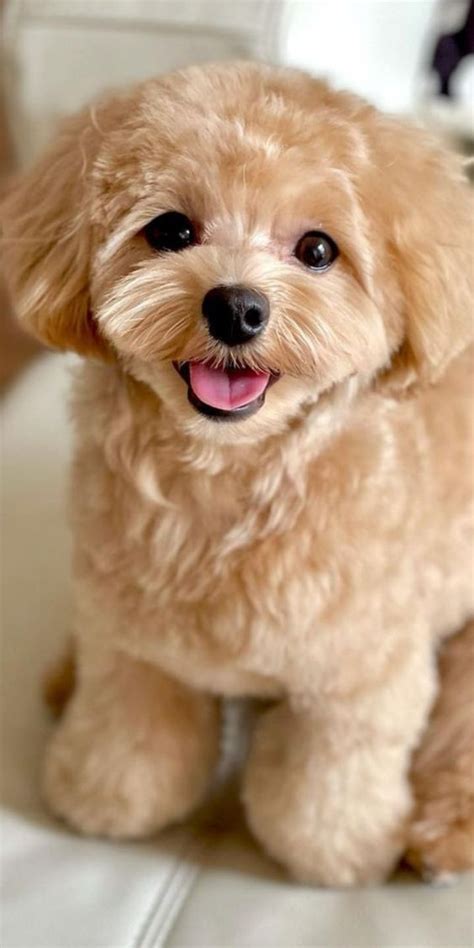 poodle puppies poodle puppy poodle miniature artofit