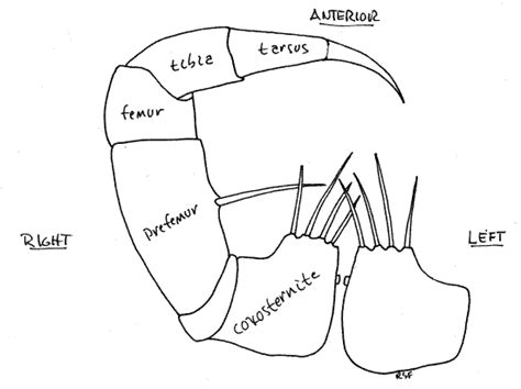 Centipede Anatomy