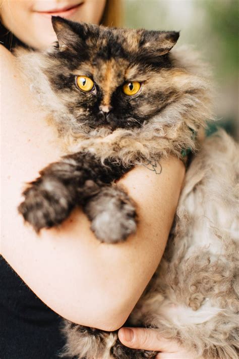 Pin by Jenn Dawn on Pet Portraits | Curly haired cat, American wirehair