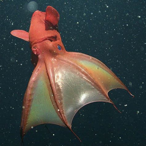 Vampire Squid Glowing In The Dark