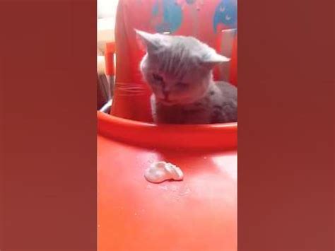 Кошка кушает Агушу - YouTube