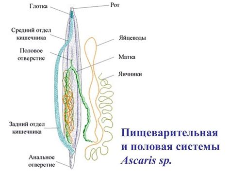 Круглые черви — Особенности строения круглых червей - proinfekcii.ru