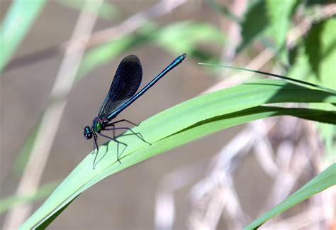 1920x1080 wallpaper | blue dragonfly | Peakpx