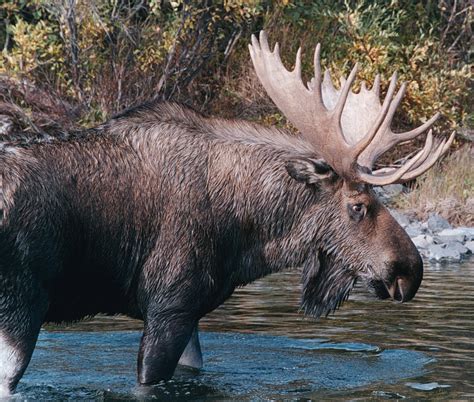 Moose population boom, linked to climate change, inspires some hunting ...