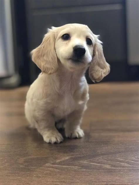 Cute Dachshunds : r/dachshunds