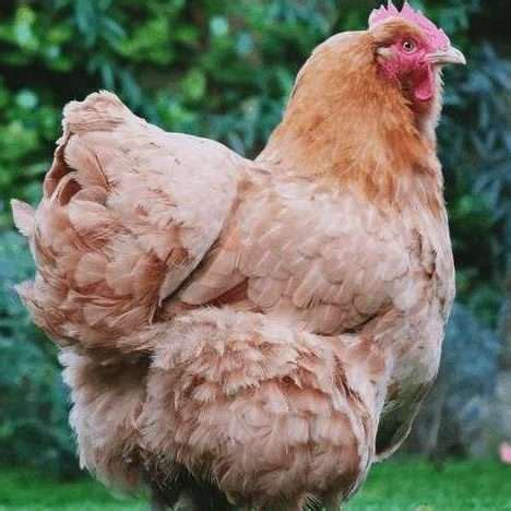 Buff Chicken Breed • What You Need To Know!