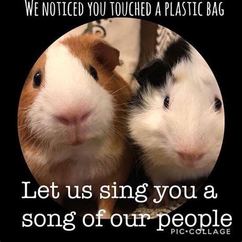 Funny Pig Meme