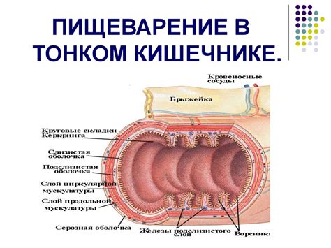 Физиология пищеварения. Пищеварение в кишечнике - презентация онлайн