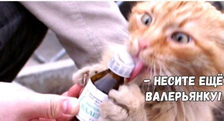 Создать мем "кот и валерьянка смешные, таблетки валерьянки, валерьянка ...