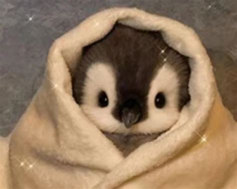 23 Baby penguin 🐧 ideas to save today | cute penguins, baby penguins ...