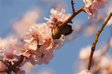 Almond Blossoms Pink Close Up - Free photo on Pixabay