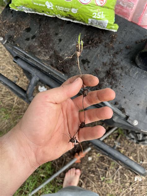 Any idea what this little sprout is and if it’s native? Found it in the ...